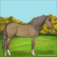 Horse Color:Chocolate Palomino Dun 