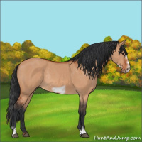 Horse Color:Bay Dun Frame Rabicano 