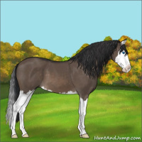 Horse Color:Brown Dun Sabino Splash 