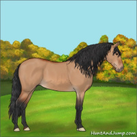 Horse Color:Bay Dun
