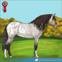 Horse Color:Brown Roan Dun Appaloosa 