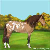 Horse Color:Buckskin Roan Dun Appaloosa Rabicano 