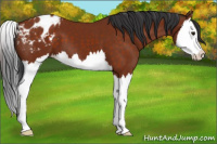 Horse Color:Brown Splash Appaloosa 