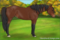 Horse Color:Brown Appaloosa 