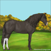 Horse Color:Smoky Black 