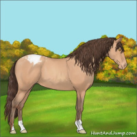Horse Color:Amber Champagne Appaloosa 