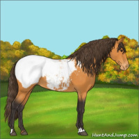 Horse Color:Buckskin Appaloosa 