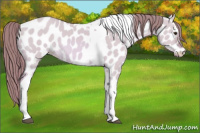 Horse Color:Watercolor Red Dun Tobiano Appaloosa 