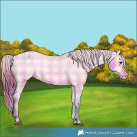 Horse Color:Plaid  Bay Dun Varnish Rabicano 