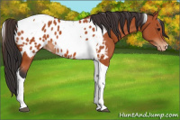 Horse Color:Bay Tobiano Appaloosa 