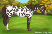 Horse Color:Liver Chestnut Appaloosa 