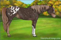 Horse Color:Liver Chestnut Appaloosa 