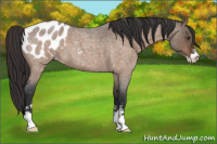 Horse Color:Brown Roan Dun Sabino Appaloosa 