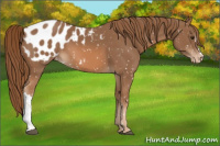 Horse Color:Chestnut Appaloosa 