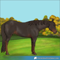 Horse Color:Liver Chestnut  and Liver Chestnut 