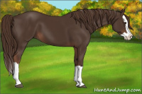 Horse Color:Liver Chestnut Splash 