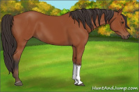 Horse Color:Bay Tobiano 