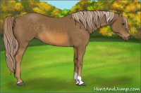 Horse Color:Chocolate Palomino Tobiano 