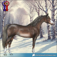 Horse Color:Liver Chestnut Mushroom 