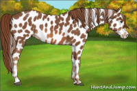 Horse Color:Chestnut Appaloosa