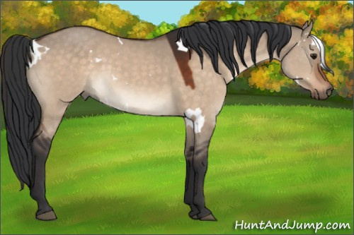 Horse Color:Unknown 
