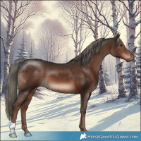 Horse Color:Liver Chestnut Mushroom 