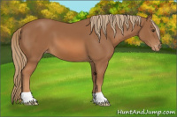 Horse Color:Chestnut Appaloosa 