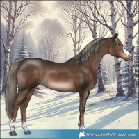 Horse Color:Liver Chestnut Mushroom 