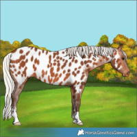 Horse Color:Silver Bay Sabino Appaloosa Rabicano 