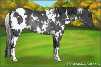 Horse Color:White Spotted Black Rabicano