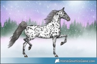Horse Color:Black Near Leopard 