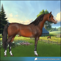 Horse Color:Brown 
