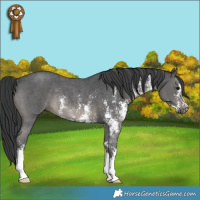 Horse Color:Black Sabino Rabicano 