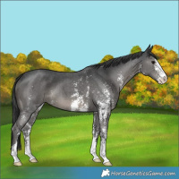 Horse Color:Black Sabino