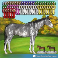 Horse Color:Black Sabino