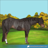 Horse Color:Liver Chestnut  and Liver Chestnut Rabicano 