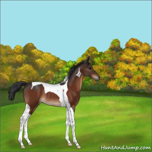 Horse Color:Bay Tobiano Rabicano 