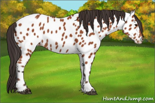 Horse Color:Bay Appaloosa 