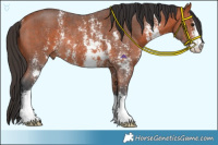 Horse Color:Bay Sabino and Bay Sabino Rabicano