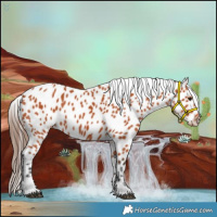 Horse Color:Bay Appaloosa