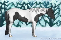 Horse Color:Black Tobiano 