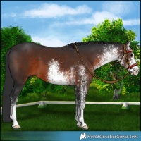 Horse Color:White Spotted Brown