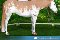 Horse Color:Chestnut Sabino Splash