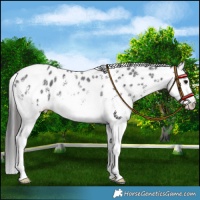 Horse Color:White Spotted Black Splash Leopard 