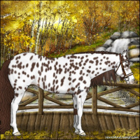 Horse Color:Liver Chestnut Sabino Appaloosa 