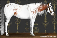 Horse Color:White Spotted Bay Splash Appaloosa