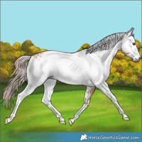 Horse Color:Gray White Spotted Red Dun 