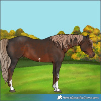Horse Color:Liver Chestnut Sabino