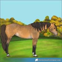 Horse Color:Buckskin 