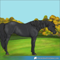 Horse Color:Black Rabicano 